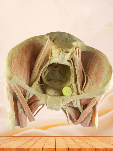 Female Pelvic Organs