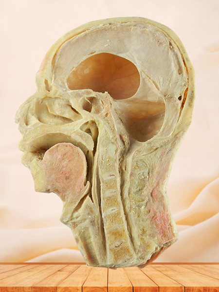 head and neck sagittal section