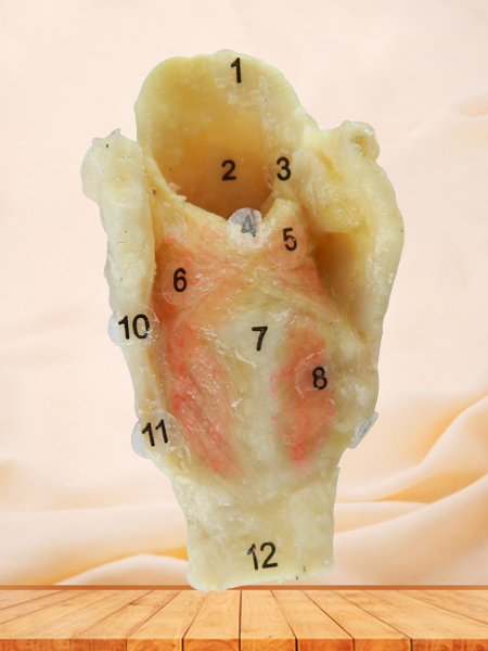 laryngeal muscle plastinated specimen