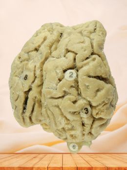 Brain of Horse plastinated specimen