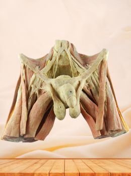 Male pelvic organs plastinated specimen