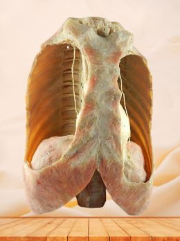 Mediastinal viscera with thorax plastinated specimen