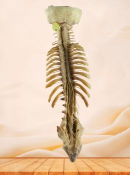 Spinal cord with nerves in vertebral column plastinated specimen