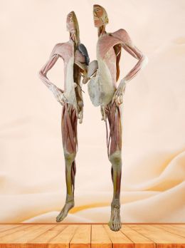 Divided people plastinated specimen