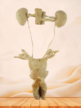 Female urogenital system plastinated specimen