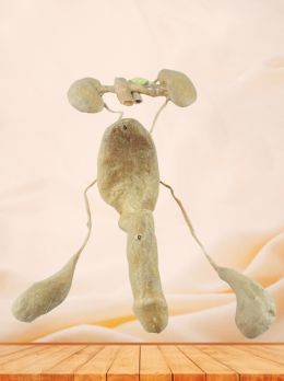 Male urogenital system plastinated specimen