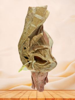 sagittal section of female pelvis with uterus vessels plastinated specimen