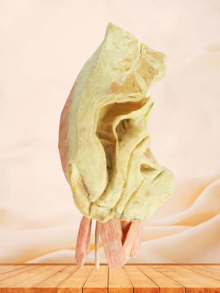 Female internal genital organs specimen