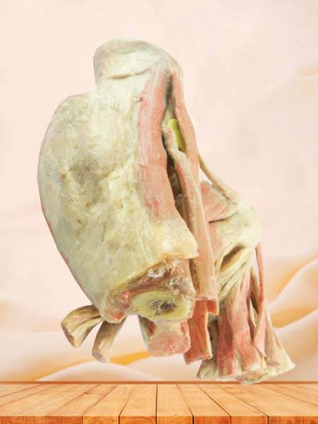 Muscles of female perineum human plastination supplier