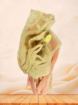 Female internal genital organs plastinated specimen