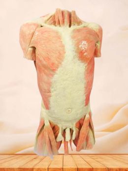 Muscles of the trunk plastinated specimen
