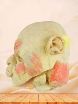 Paranasal sinuses and its opening plastinated specimen