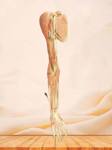 Deep arteries  of upper limb