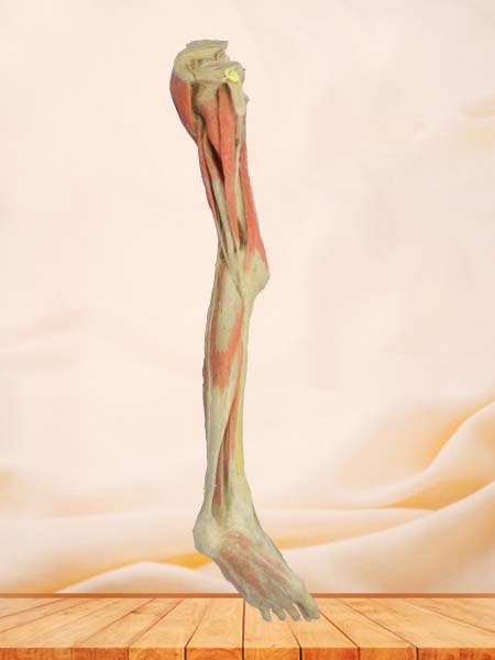 Superficial blood vessles and nerves of   lower limb plastinated specimen
