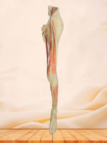 Superficial blood vessles and nerves of   lower limb specimen for sale