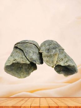 Double lungs without heart plastinated specimen