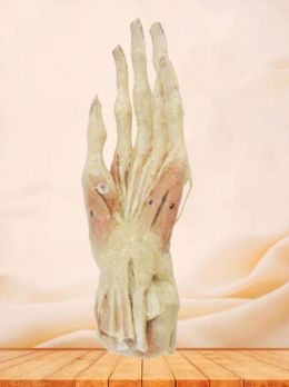 Middle muscle of human hand plastinated specimen
