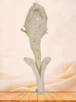 Corpus cavernosum penis plastinated specimen