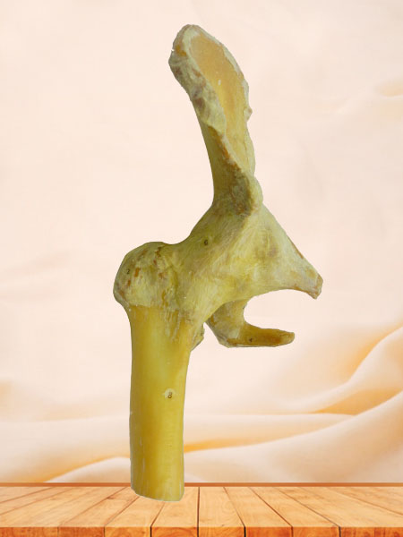 Hip joint human specimen