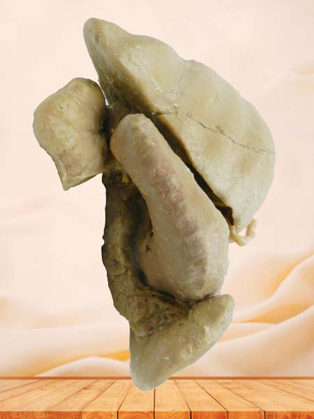 Liver stomach and spleen plastinated specimen