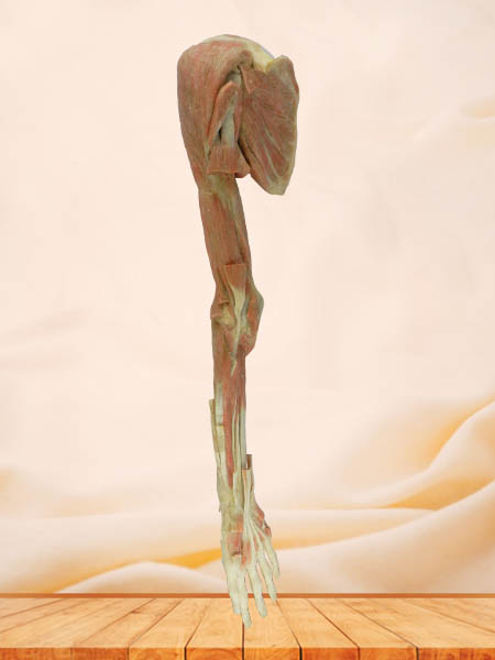 deep muscle of  upper limb medical specimen