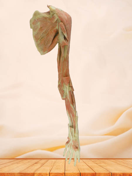 deep muscle of  upper limb plastinated specimen