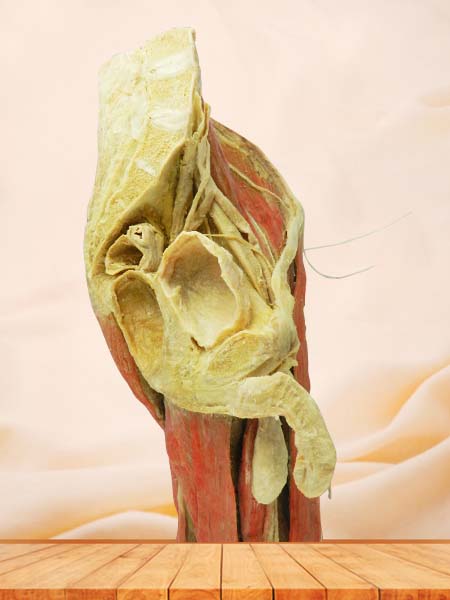hip-mid leg plastinated specimen