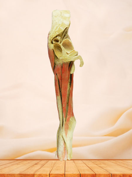 hip-mid leg specimen for sale