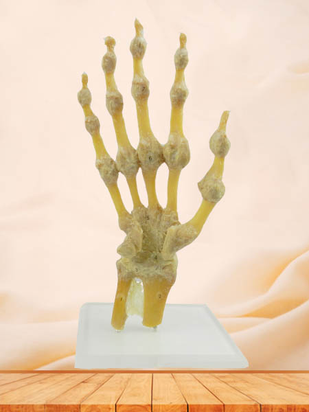 human hand joint specimen