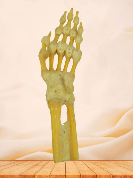 human hand joint specimen for teaching