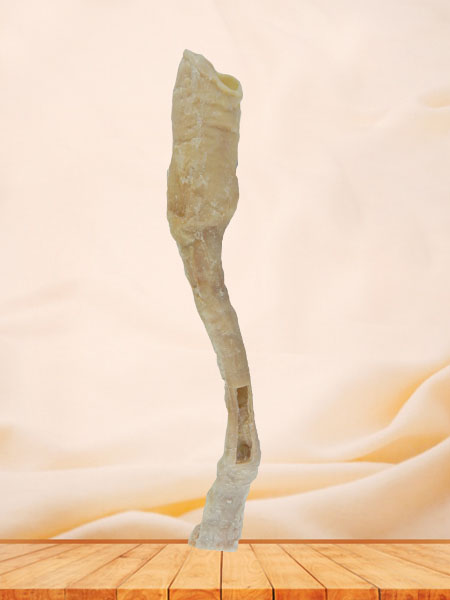 human oesophagus medical specimen