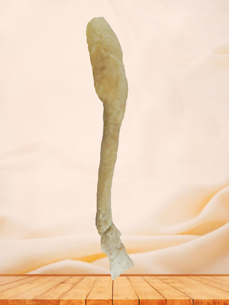 human oesophagus specimen for sale