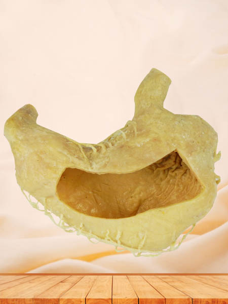 internal structure of stomach specimen