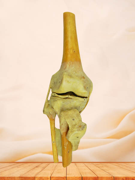 knee joint specimen