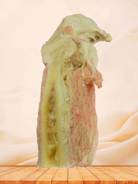 sagittal section of  Hip joint muscle for medical teaching