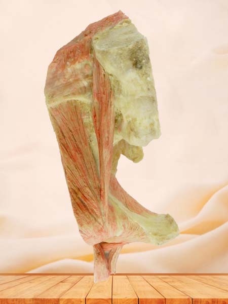 sagittal section of  Hip joint muscle plastination