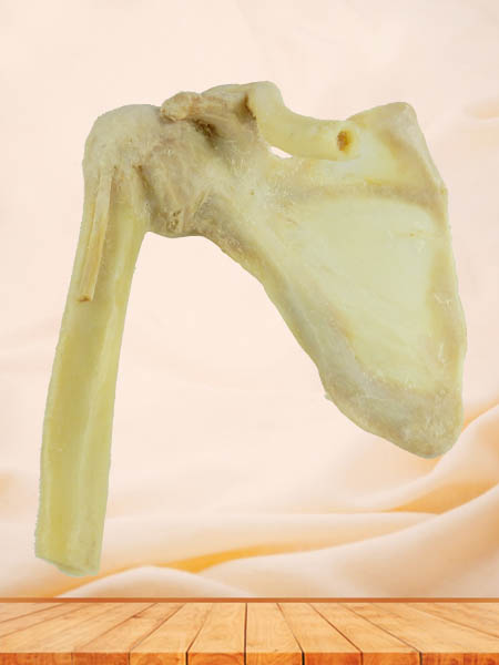 shoulder joint specimen