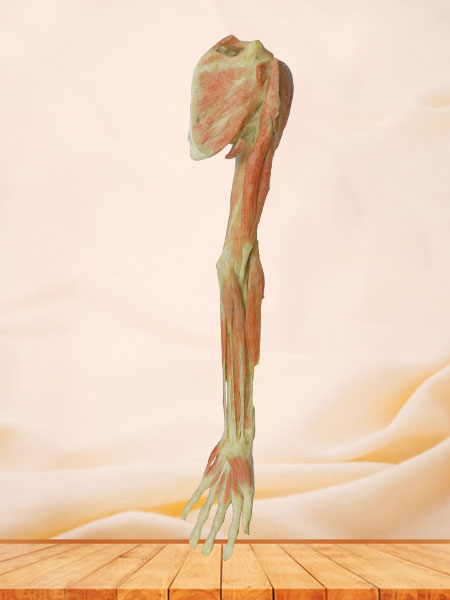superficial and deep muscle of upper limb medical specimen