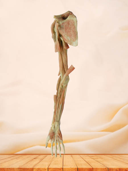 superficial and deep muscle of upper limb plastination