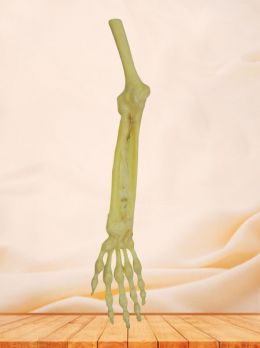Joint of the upper limb without shoulder specimen