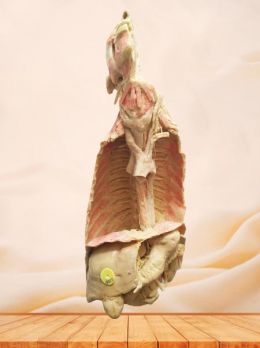 Stomach and oesophagus plastinated specimen