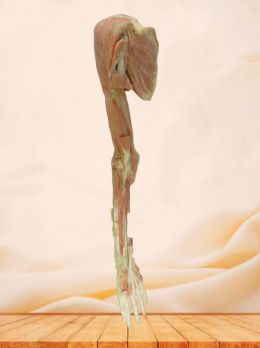 Deep muscle of upper limb plastinated specimen