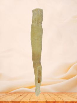 Oesophagus plastinated specimen