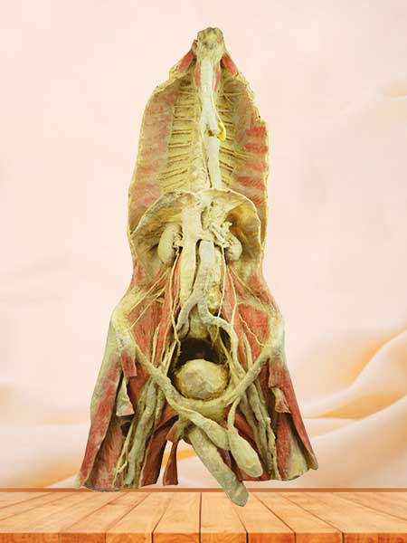 Posterior Wall Structure of Chest and Abdomen plastinated specimen