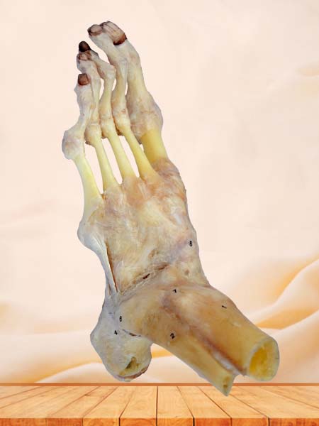 ankle joint and ligaments specimen