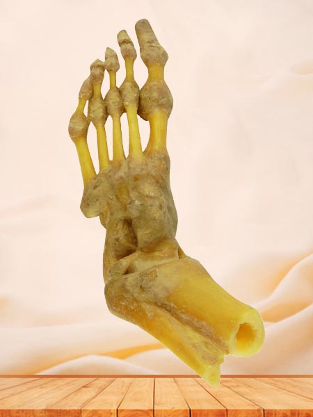 human foot joint