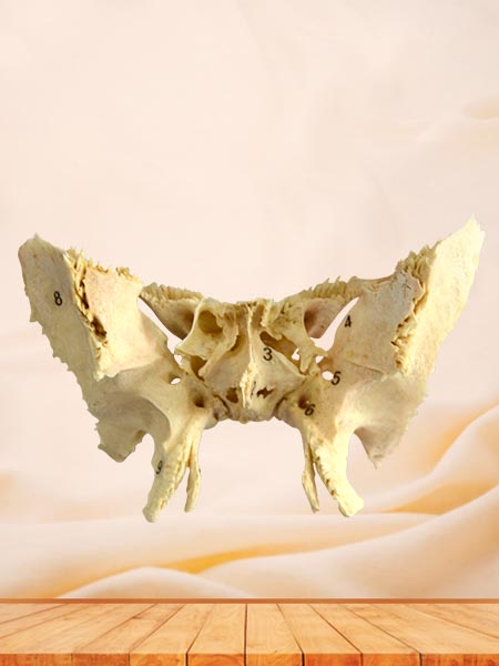 human sphenoid bone specimen