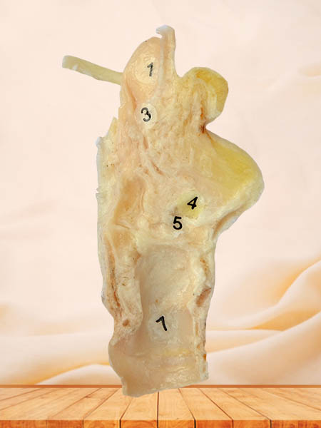 sagittal section of larynx plastinated specimen