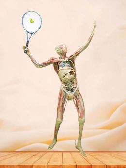 Arteries and veins of whole body plastination specimen