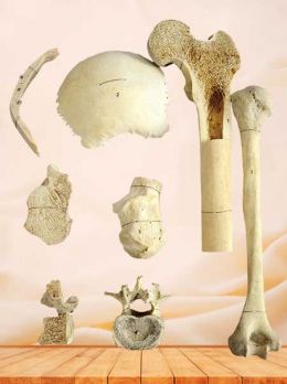 Internal structure and classification of bones specimen